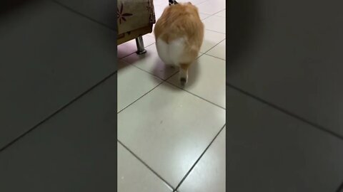#shorts Смешные Собаки Из Тик Тока 200 Funny Dogs From Tiktok