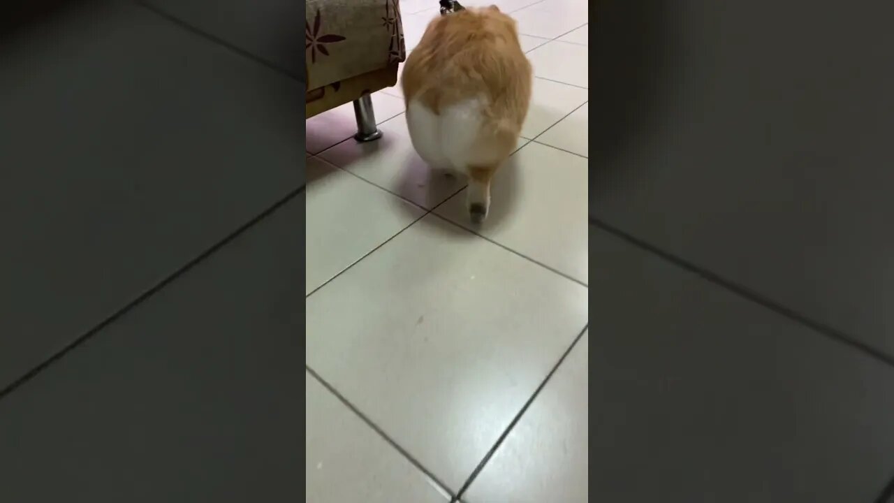 #shorts Смешные Собаки Из Тик Тока 200 Funny Dogs From Tiktok