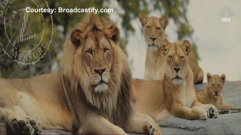Man recovers after being bit by lion at California zoo, cited for trespassing