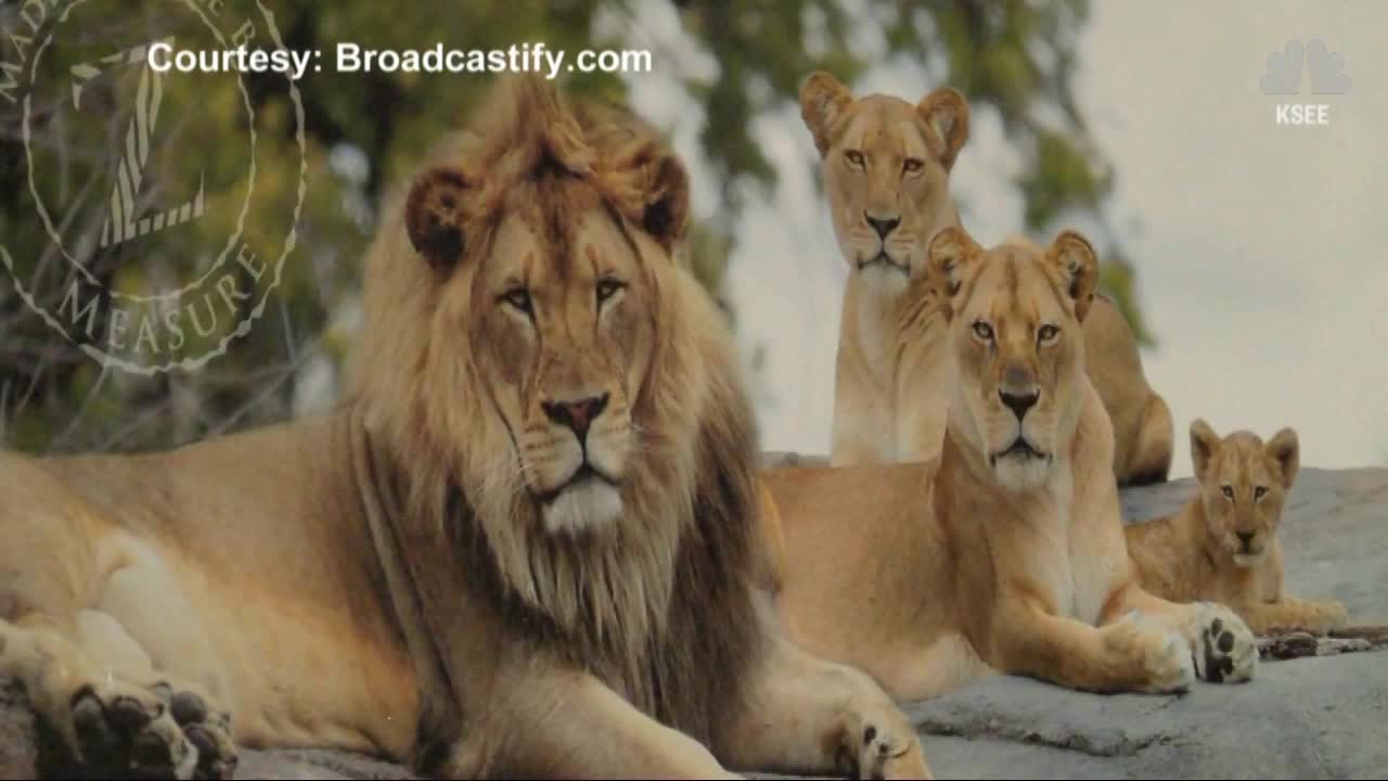 Man recovers after being bit by lion at California zoo, cited for trespassing