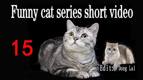 Why do two cats always fight when they meet?
