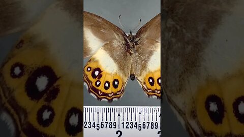 New butterfly genus named after Lord of the Rings villain Sauron #reels #short #shorts #subscribe