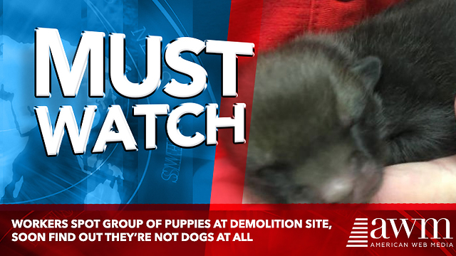 Workers Spot Group Of Puppies At Demolition Site, Soon Find Out They’re Not Dogs At All