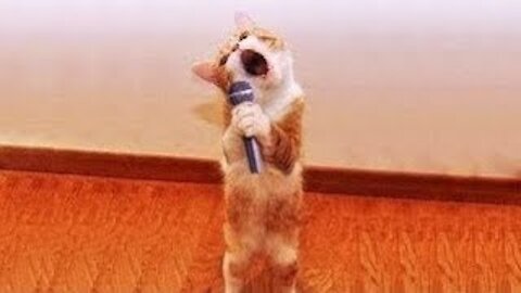 Cute Pets Doing Funny Things - Cutest and funniest Pets In The World 2021