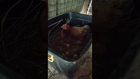 Good Morning Forest, she is laying an egg