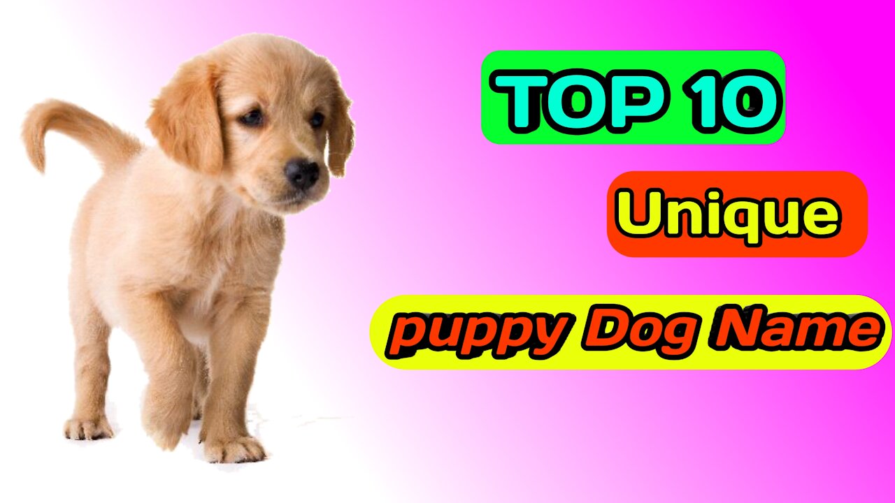 Top 10 Most Popular Dog & Puppy Names in 2019 For Boys & Girls