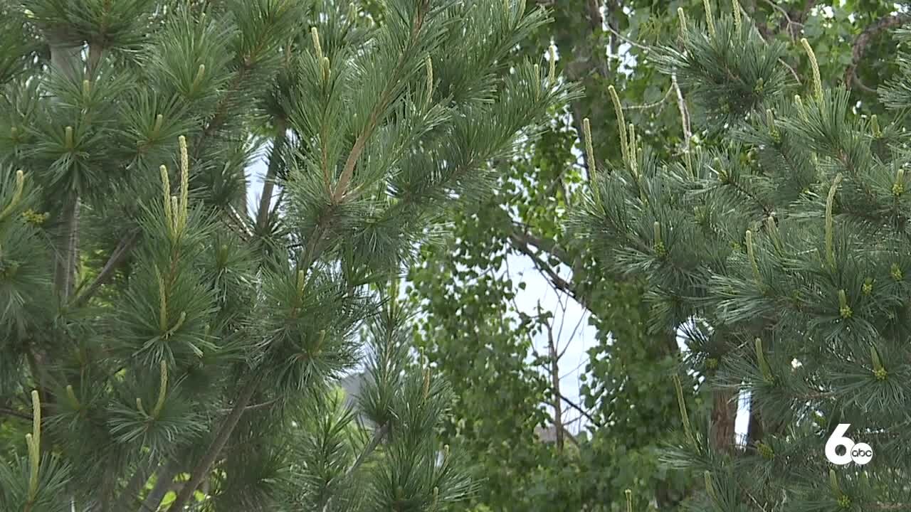 Increased pollen may worsen seasonal allergies