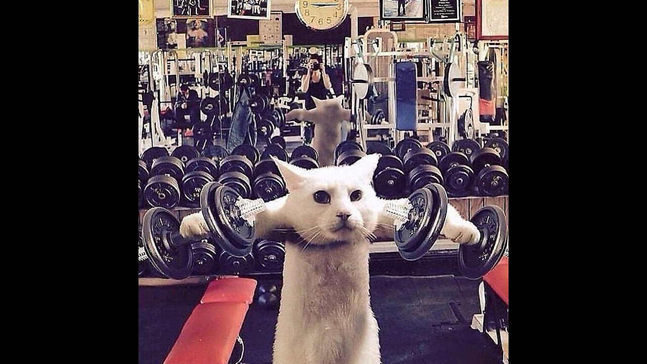 this is the gym while the cat is getting their workout in for free.