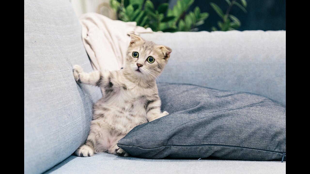 Funny Animals | Cute Animals 2024