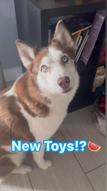 𝐒𝐨𝐦𝐞𝐨𝐧𝐞 𝐬𝐚𝐲 𝐍𝐞𝐰 𝐓𝐨𝐲𝐬!?