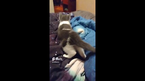 Kitten Discovers Blanket Monsters