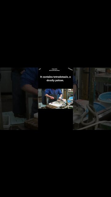 In Japan, the fugu, or puffer fish, is a succulent but lethal delicacy #fish #shorts