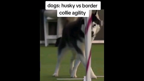 DOG AGILITY