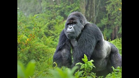 Huge Silverback Gorilla Rushing Toward Son | The Shabani Family