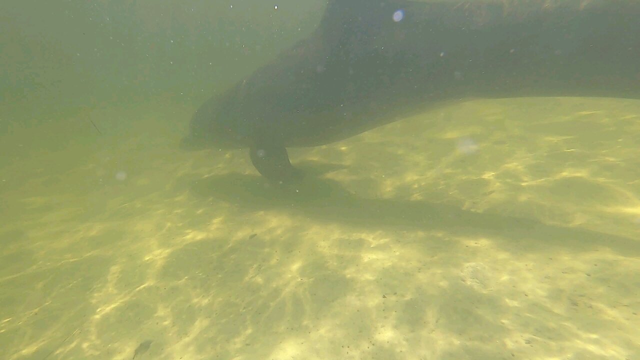 Close encounter with a wild dolphin