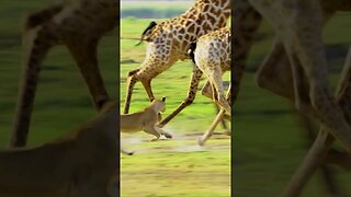 Lioness Hunting Giraffe #shorts #short