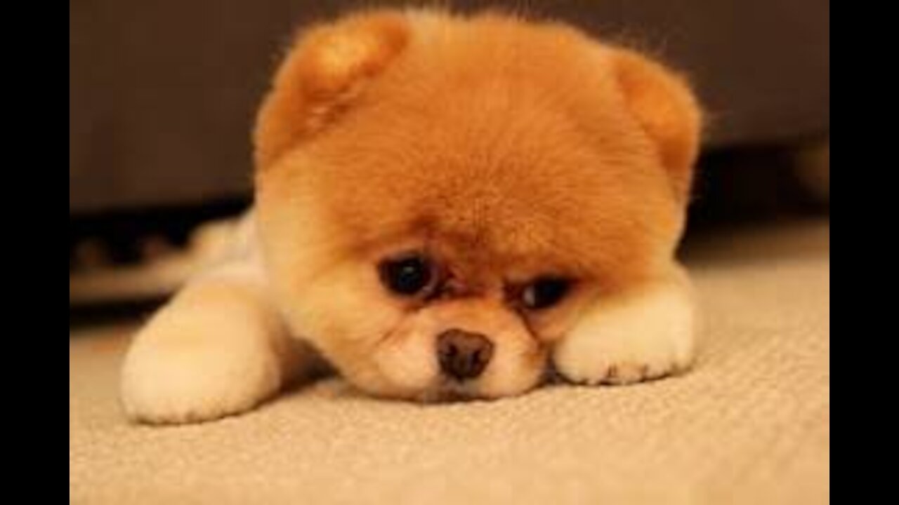 very cute dogs