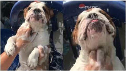 This English bulldog loves taking a bath!