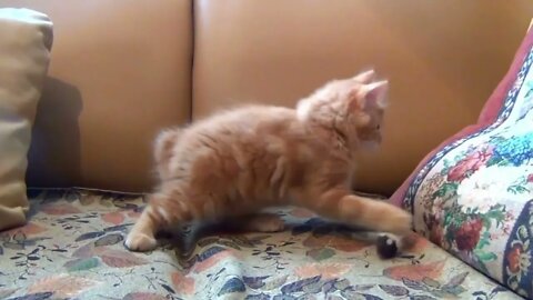 Cute kitten playing with rat toys
