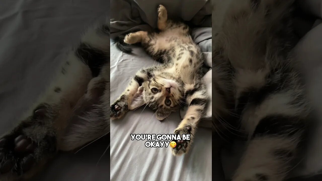 You’ll get through this❤️🤗 #cat #kitten #positivity #kitten #leonthecatdad #relationship #relatable