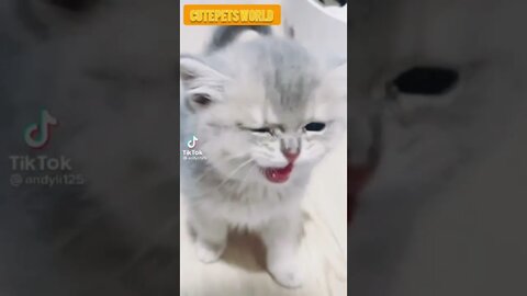 little kittens meowing and talking #funny #shorts #catcute #catvideos #tiktok #trending #trend