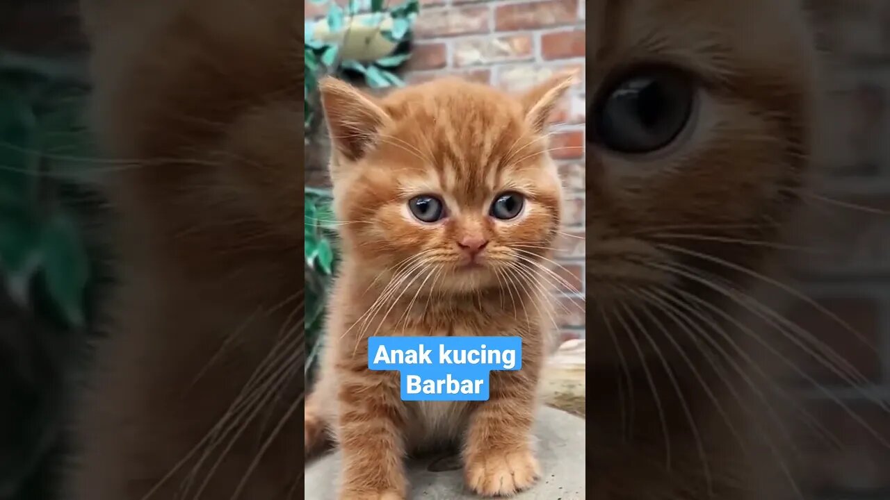 kecil kecil sudah barbar #short #kucinglucu #kucingimut #kucingmeong #kittensmeowing #catcutevideo