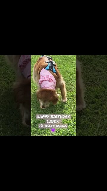 HAPPY BIRTHDAY LIBBY! Morning walk then come on and get your fav Fromm crunchy o’s treat! 💜