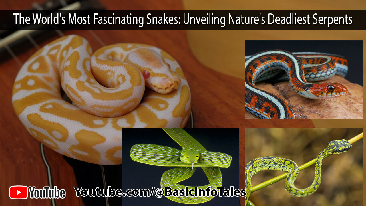 The World's Most Fascinating Snakes: Unveiling Nature's Deadliest Serpents