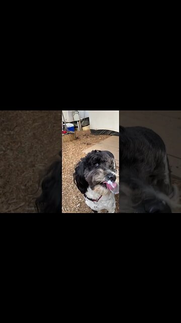 Hollywood having her breakfast yogurt!