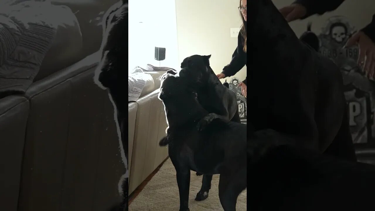 Corsos Go HARD With Woman #shorts #viral #comedy #canecorso