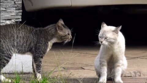 Cat VS Cat | Two Cats Fighting