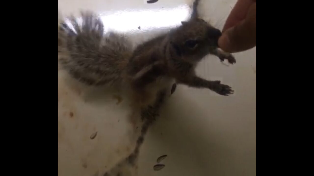 Squirrel eating so cute