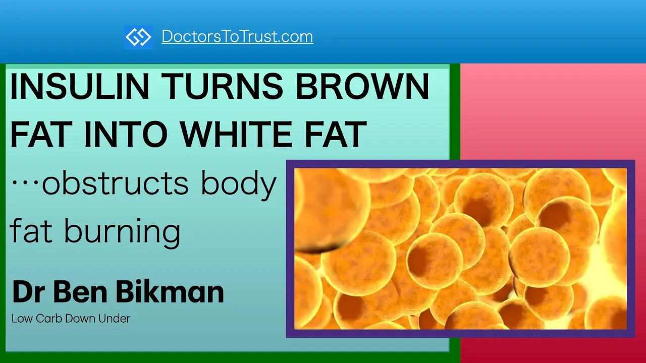 BIKMAN3 INSULIN TURNS BROWN FAT INTO WHITE FAT…obstructs body fat burning