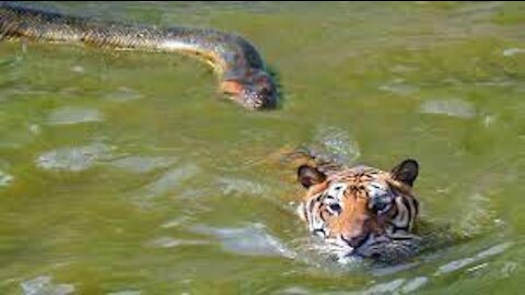 Anaconda snake and lion