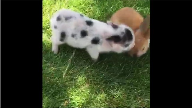 Mini pigs perform their favorite trick