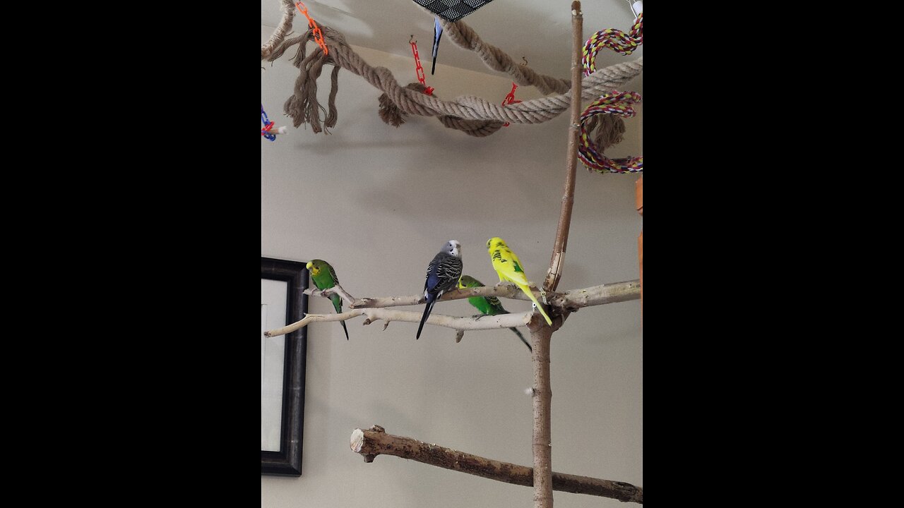 Budgies chirping in the evening