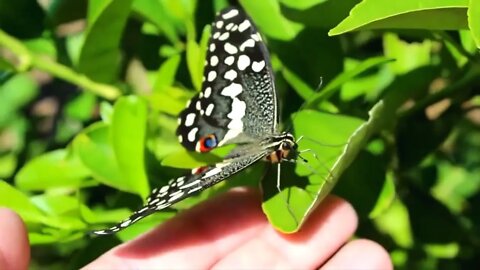 Most Beautiful Butterflies on Planet Earth