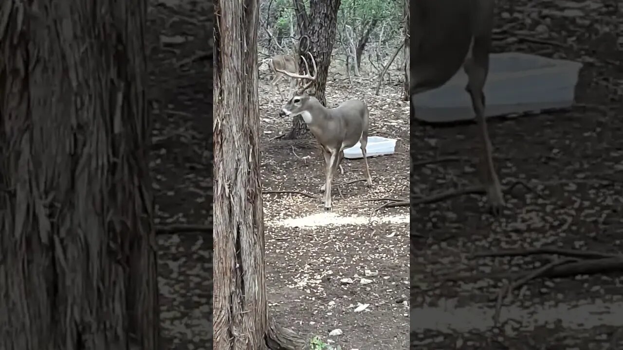 big boy come out and play