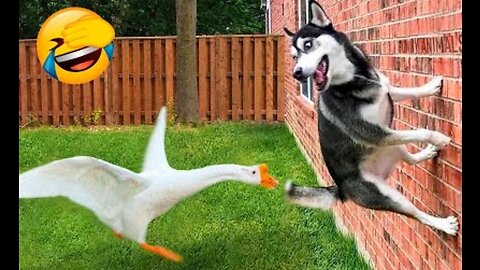 Most Funny videos of animals on internet