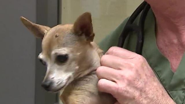 Animal Foundation vaccinating shelter dogs ahead of dog flu