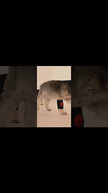 O que diz o Espiritismo sobre os animais?