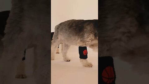 O que diz o Espiritismo sobre os animais?