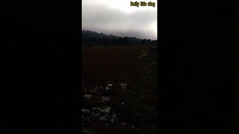 buffalo eating grass in the rice field