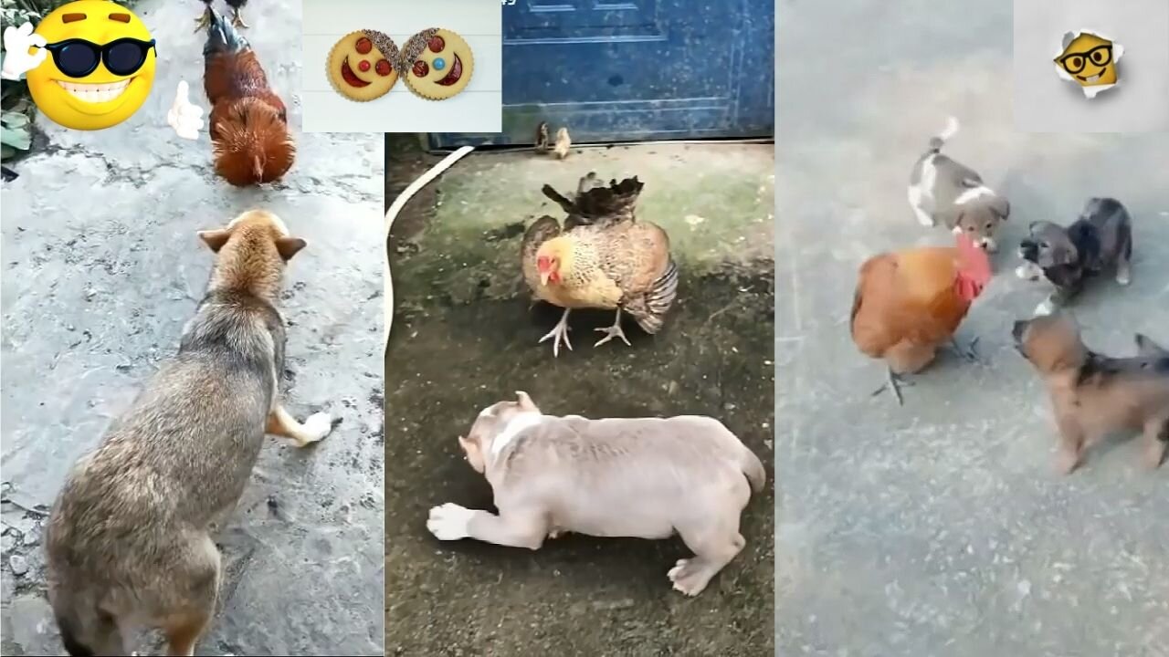 Chicken VS Dog Fight - Funny Dog Fight Videos