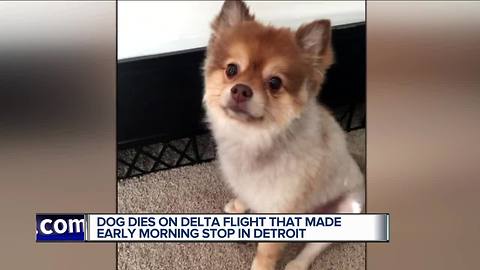 Dog found dead on Delta flight stopped in Detroit, family wants answers