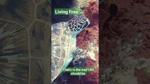 turtle living Free