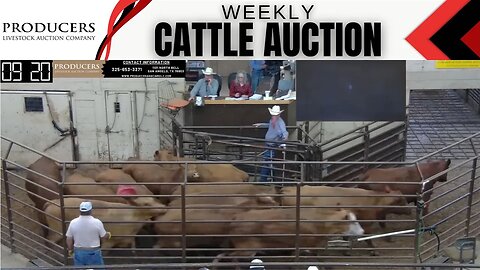 5/18/2023 - Producers Livestock Auction Company Cattle Auction