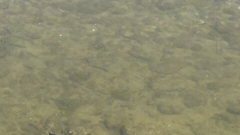 Humber River minnows love crackers