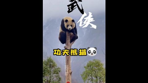 Panda, Kung Fu panda. Funny panda moment. Cute and lovely.