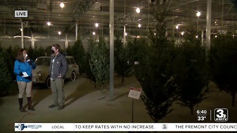 Mulhall's offers advice on picking & caring for live Christmas trees